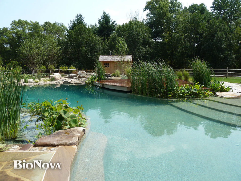 Living Pool | Organic Swimming Pool | Luxury Backyard Pool | High End Pool | All Natural Pool
